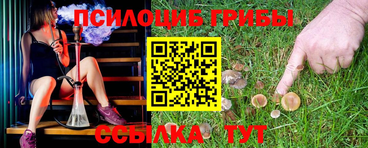 Галлюциногенные грибы Psilocybe Курганинск